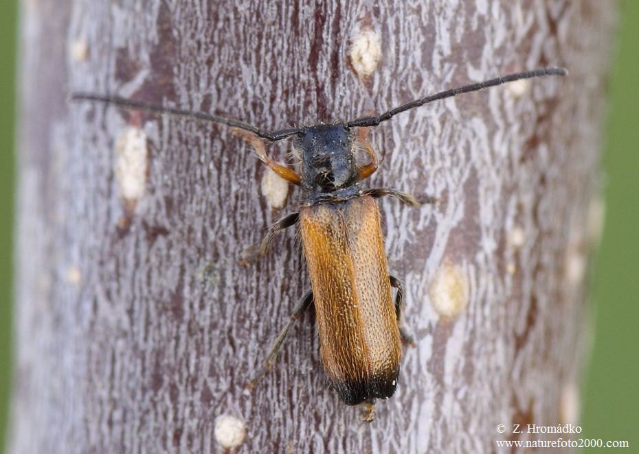 , Tetrops praeustus praeustus (Beetles, Coleoptera)